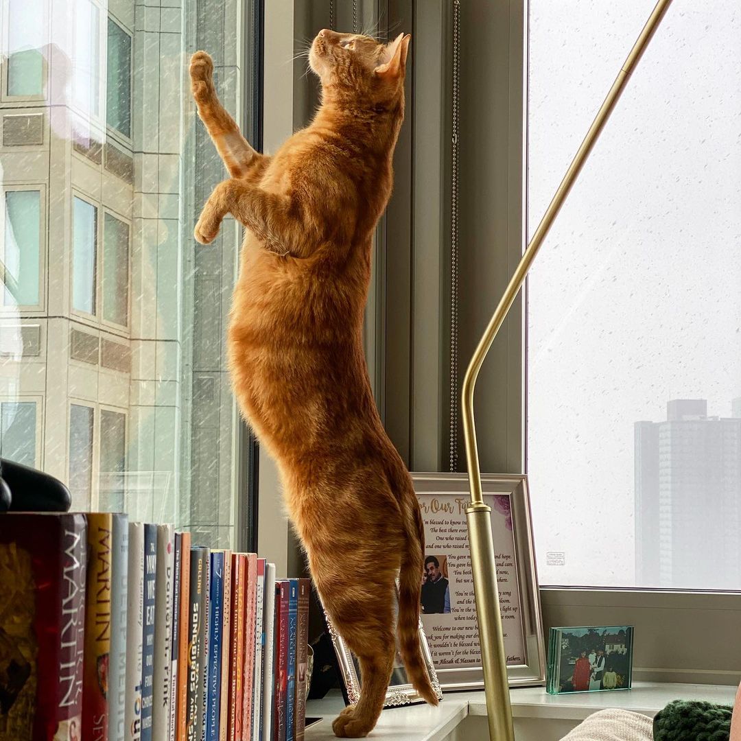 Tall Boy cat standing