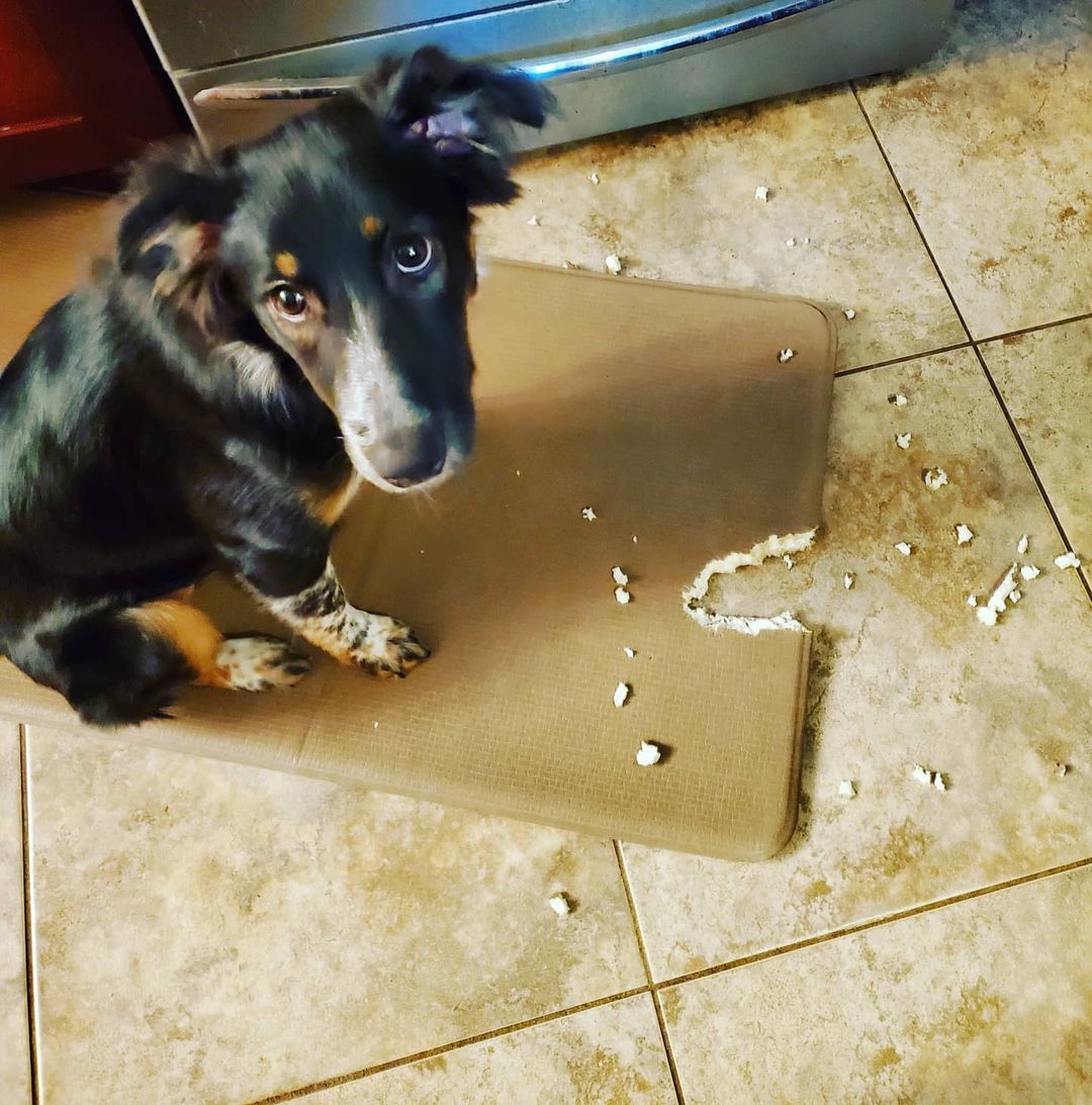 A dog caught in the act