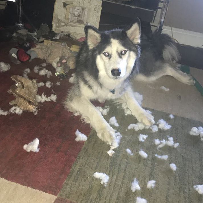 Dog caught in the act