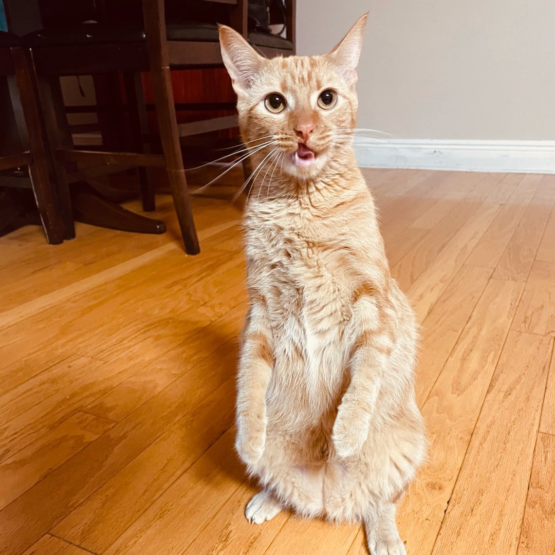 Pumpkin the orange standing cat