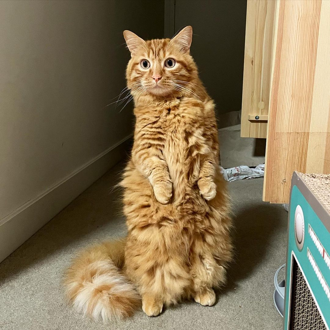 Standing Munchkin cat