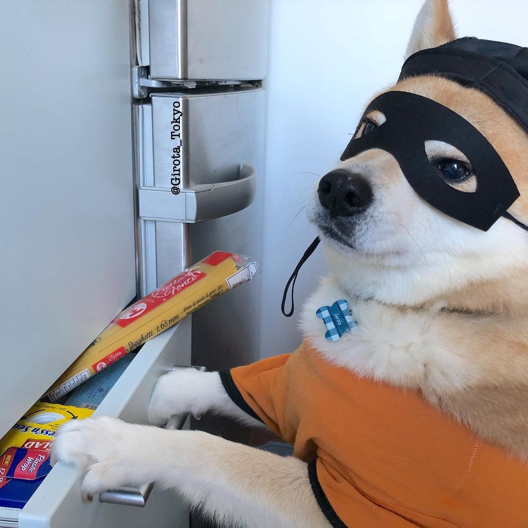 Dog caught trying to steal food