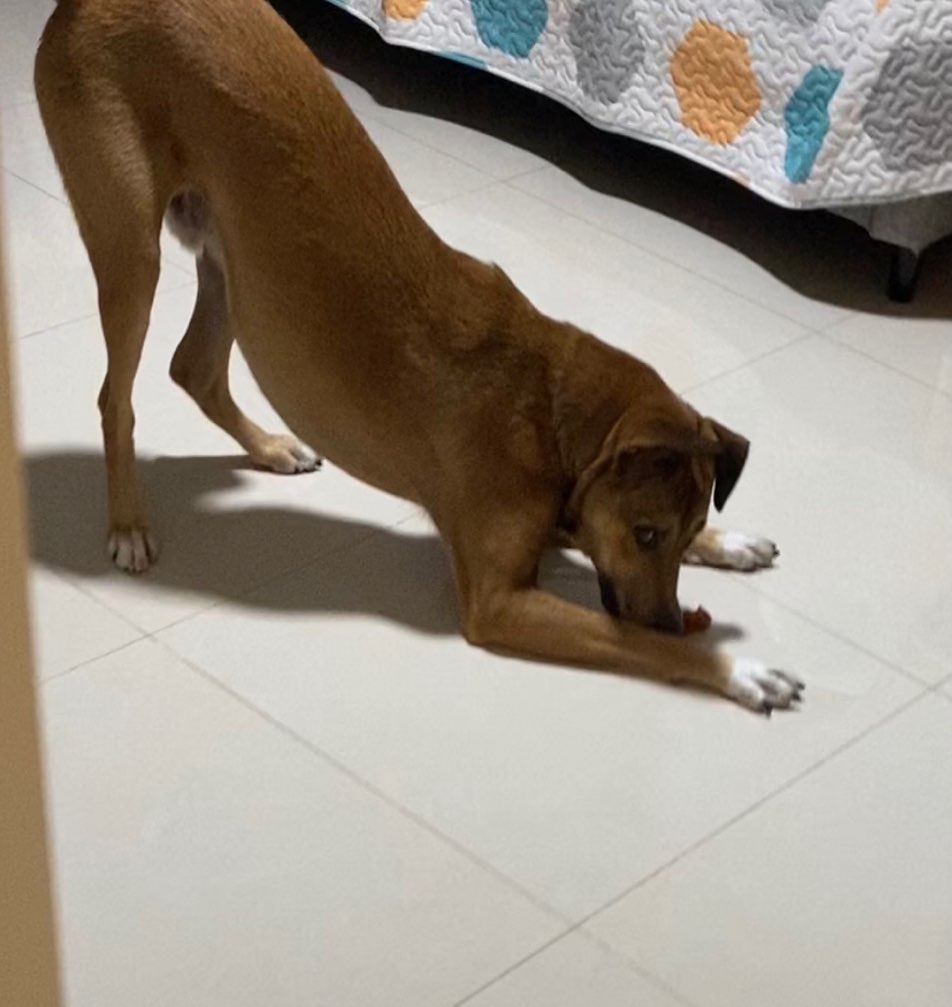 A Dog Caught in act playing with food