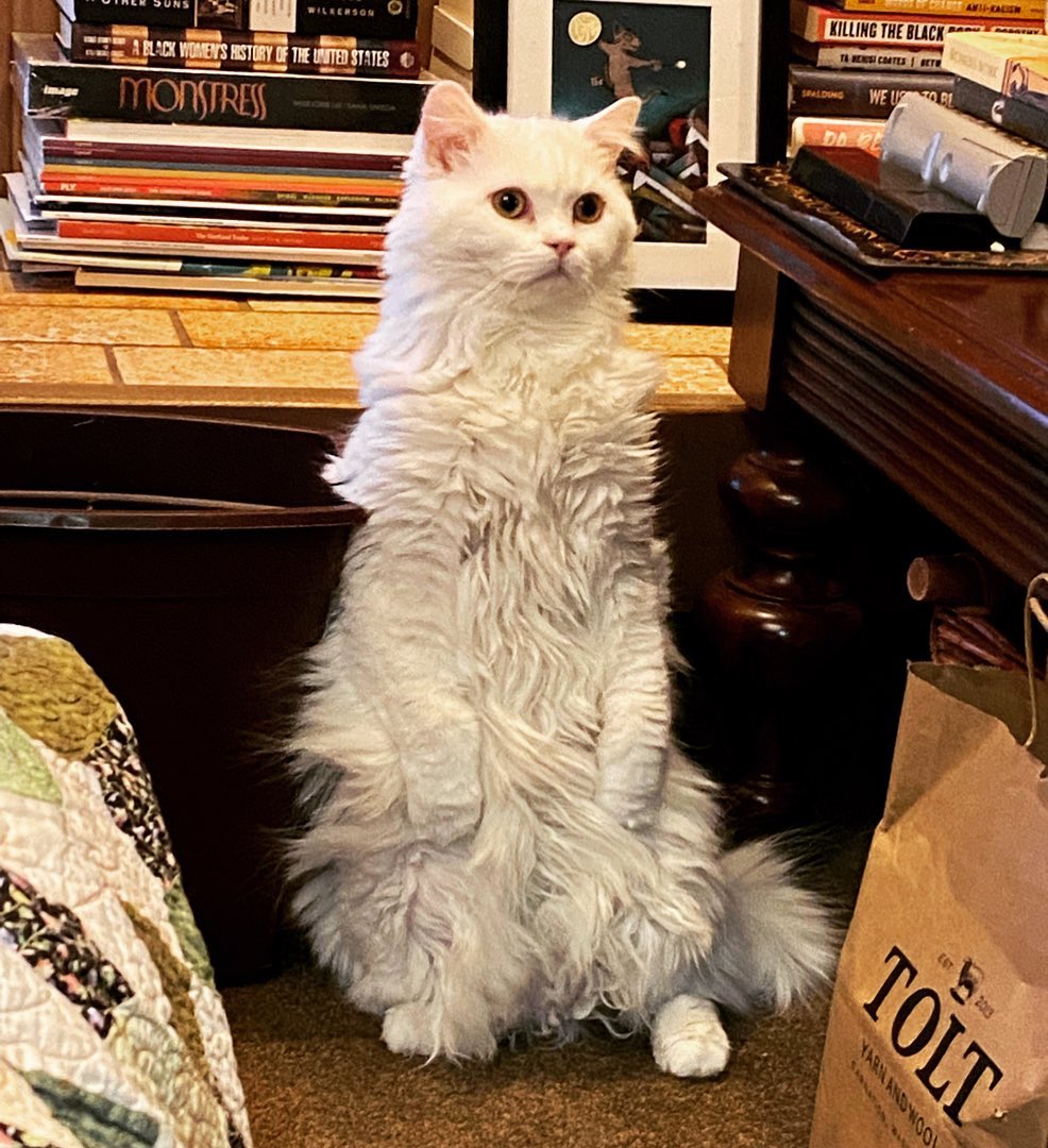 Fluffy Standing cat
