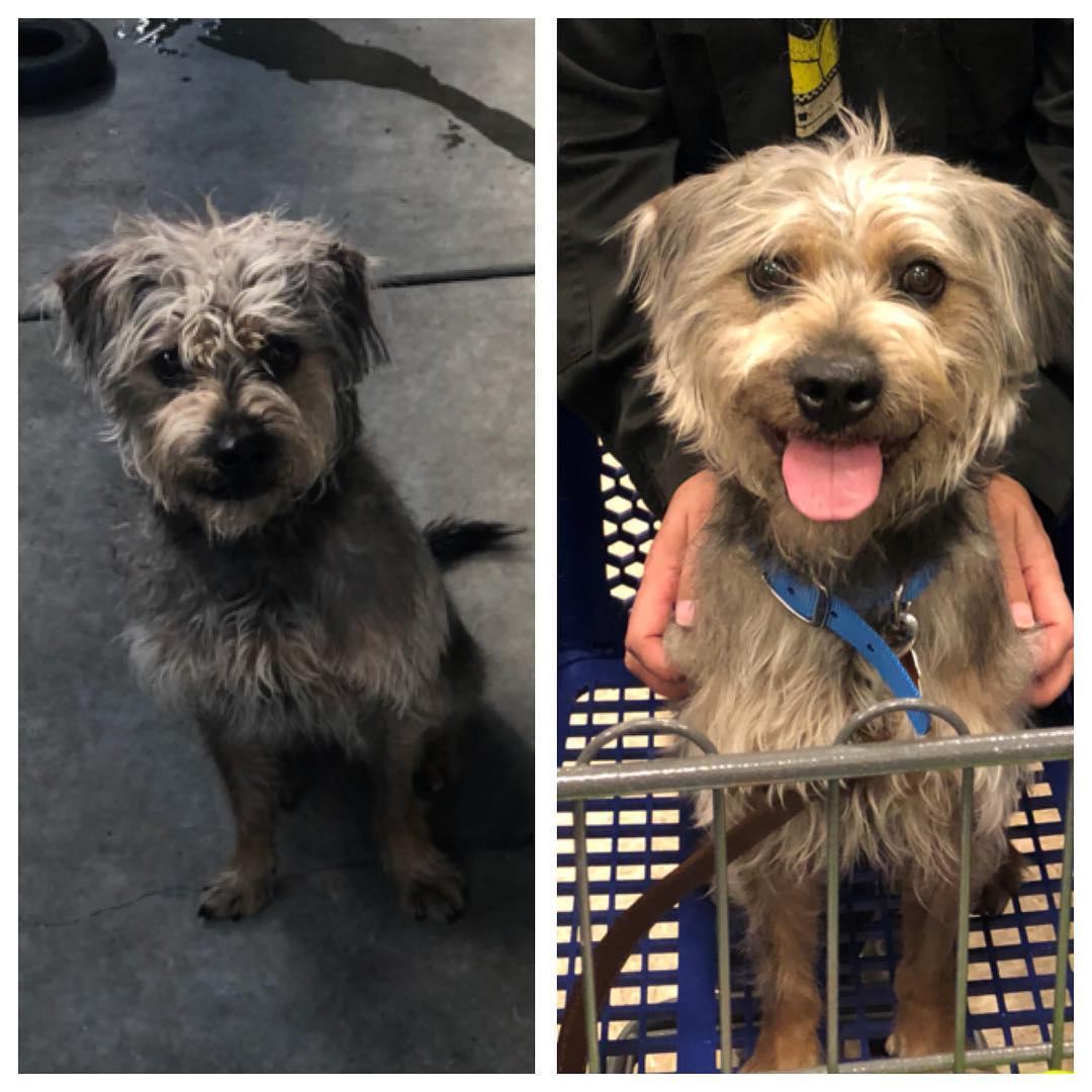 A dog, Before and After Adoption