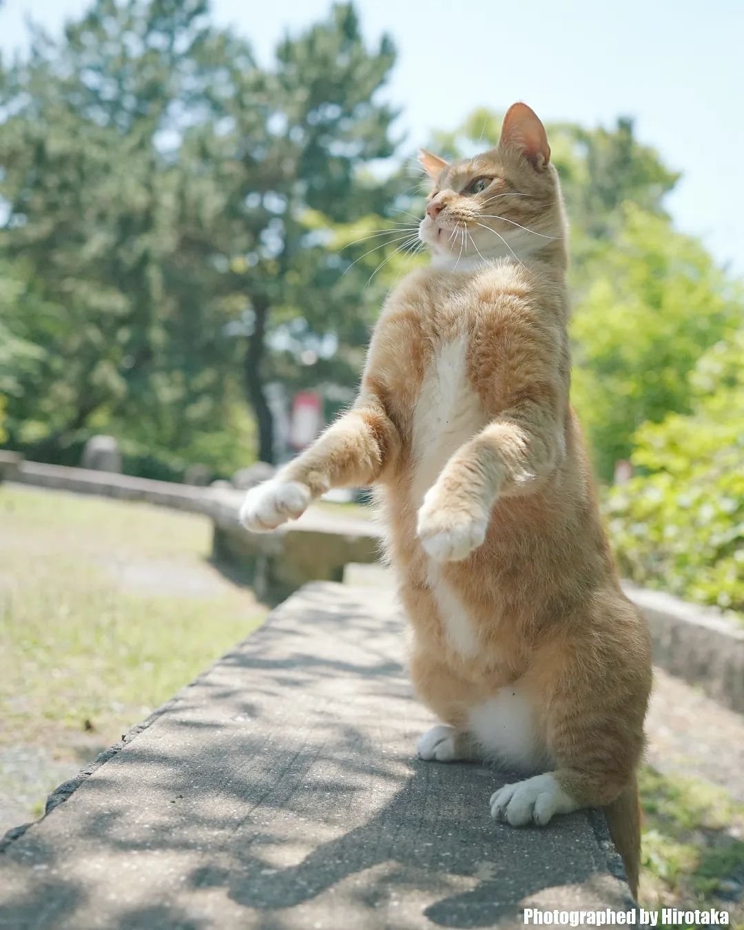A cat standing on its hind legs