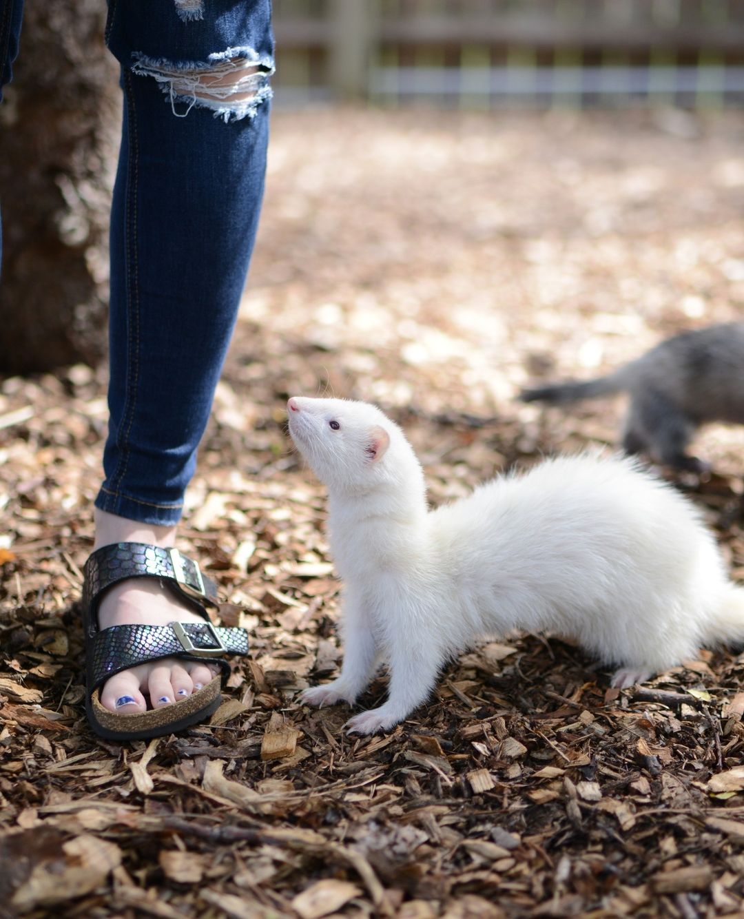 A white ferret