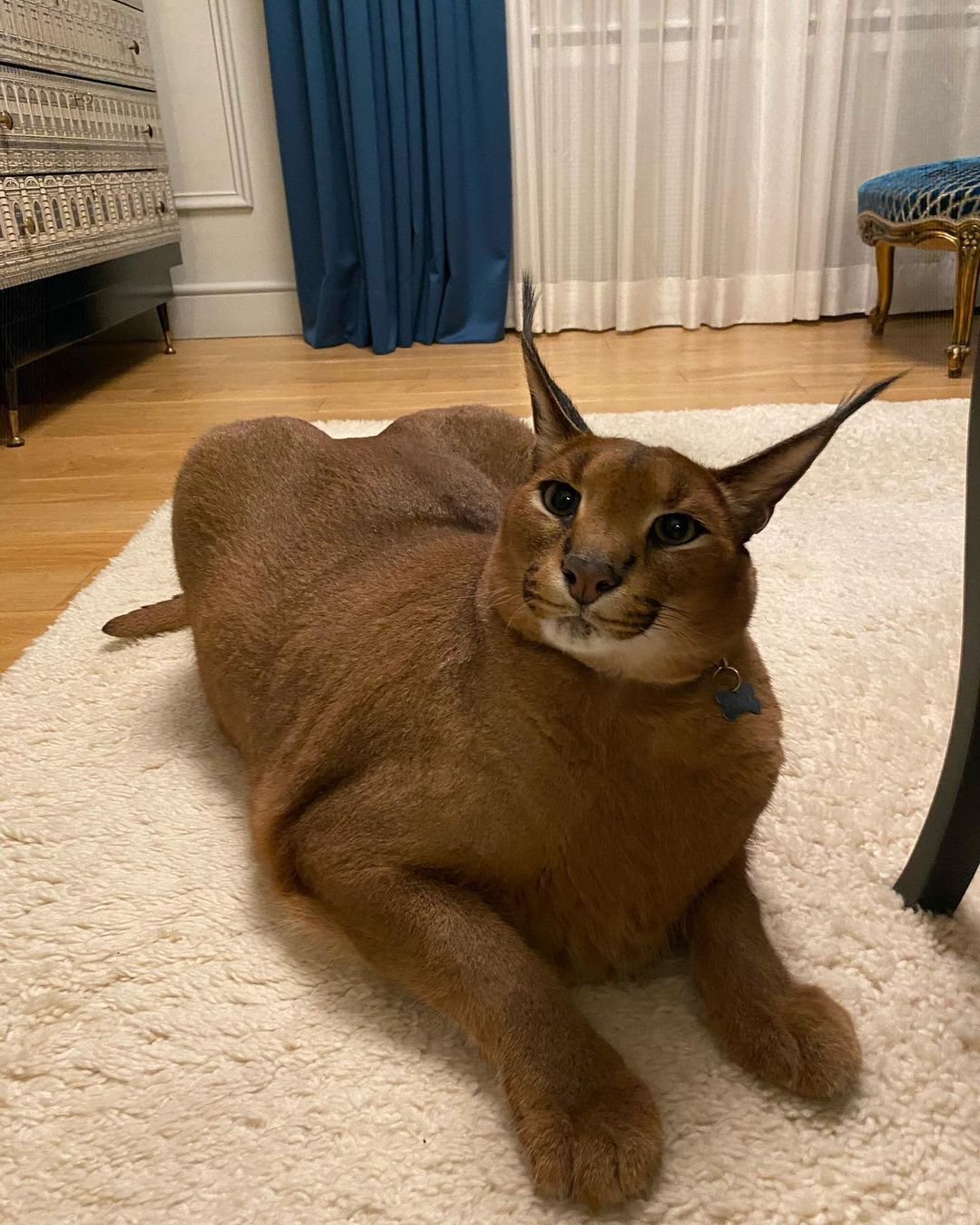 Pumba, the most popular pet Caracal