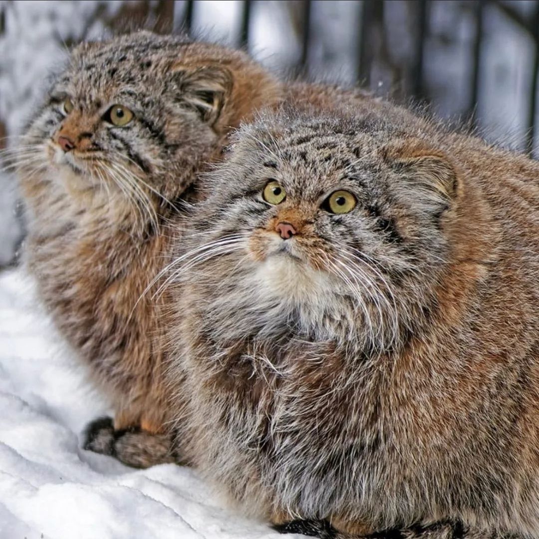 Two adorable Pallas' cats