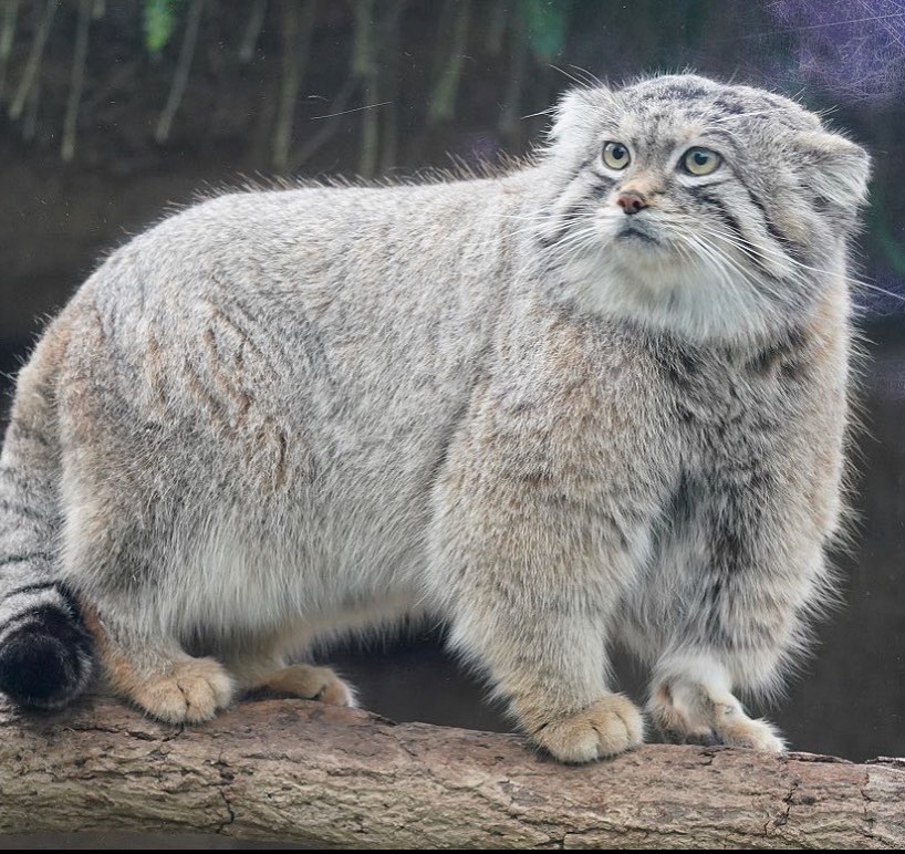 Pallas' Cat's Appearance