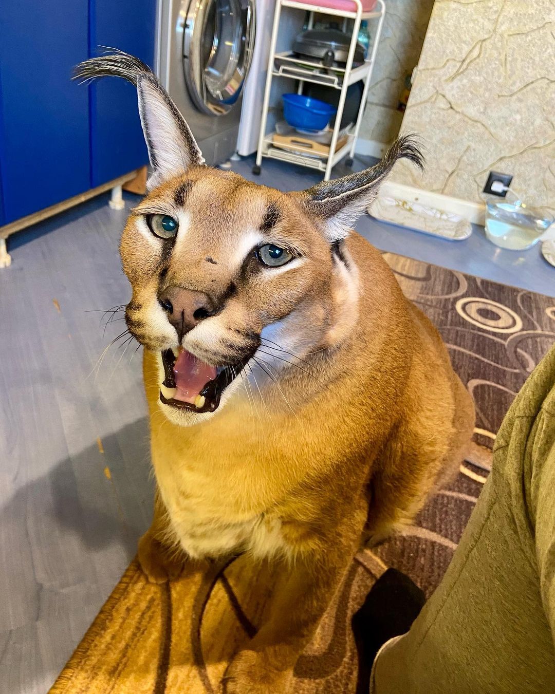 Gregory the Caracal Cat