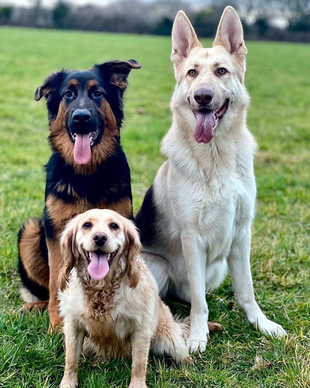 Three dogs sitting
