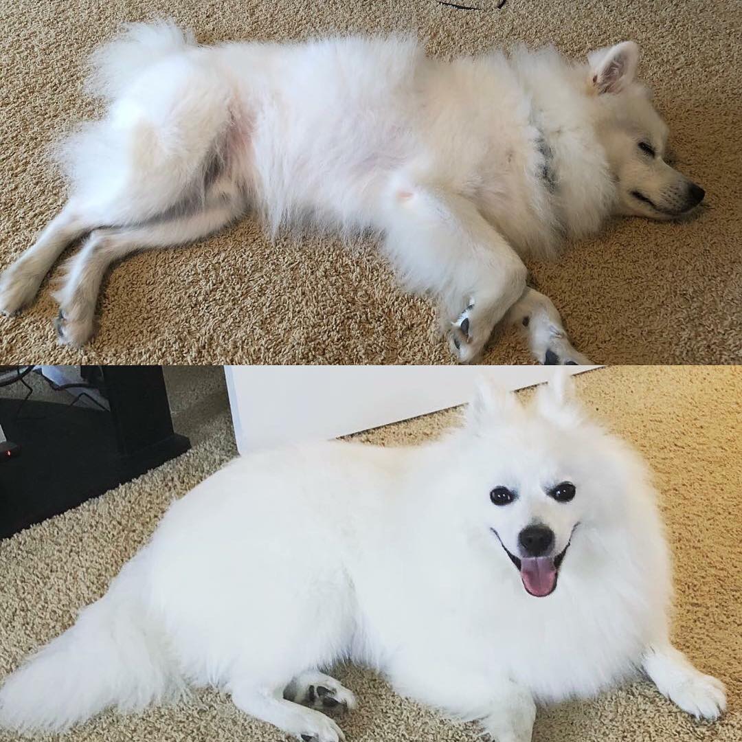 A dog, Three Months After Getting Adopted