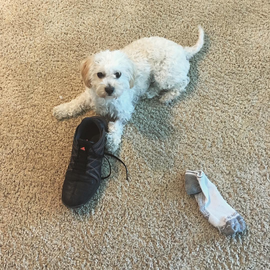 Dog caught in the act chewing on a shoe