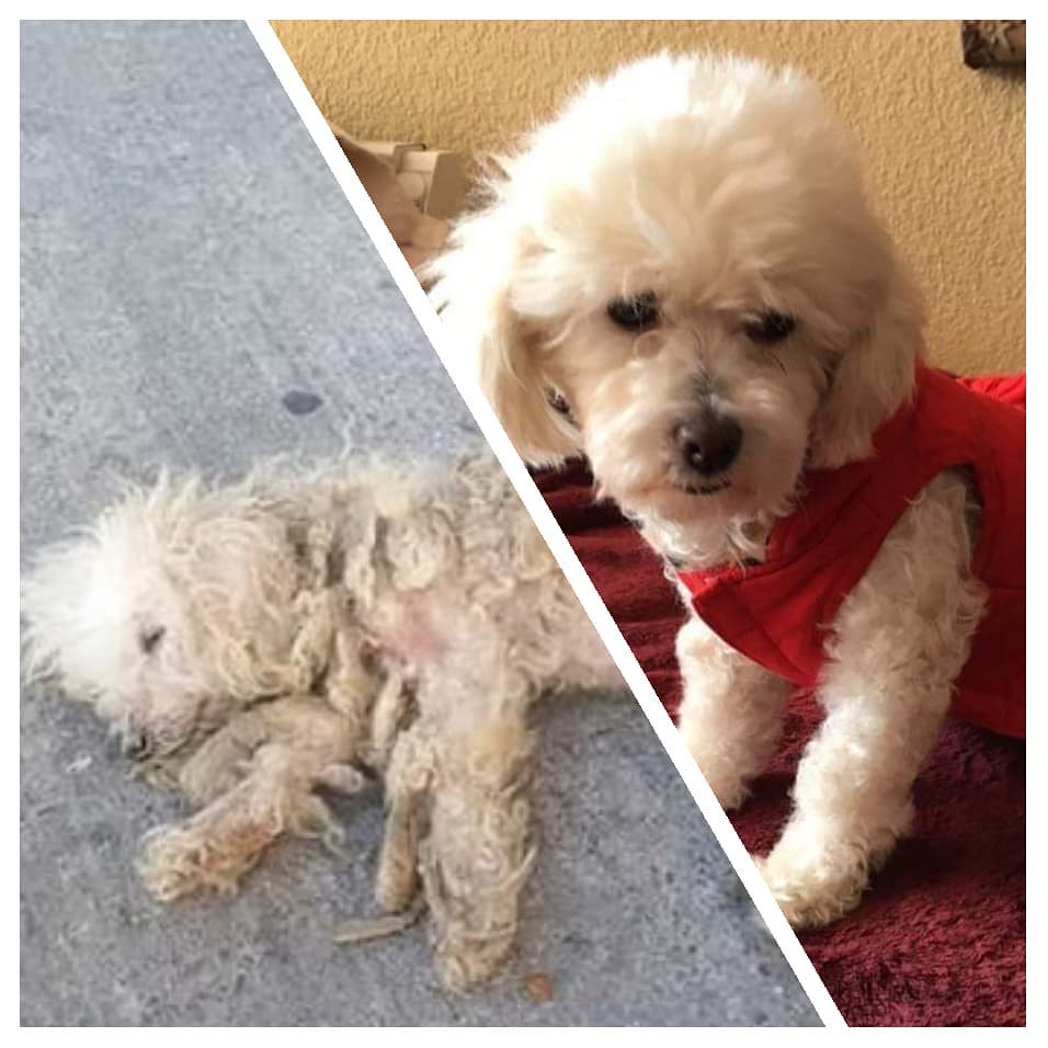 Sweet Ginger Rescued From The Street