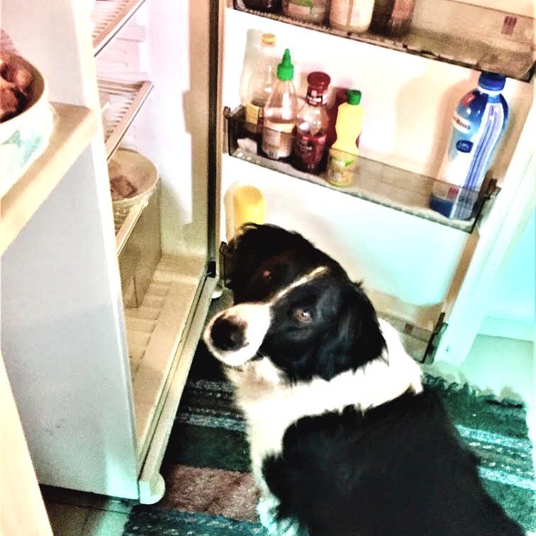Dog caught trying to steal food from the fridge