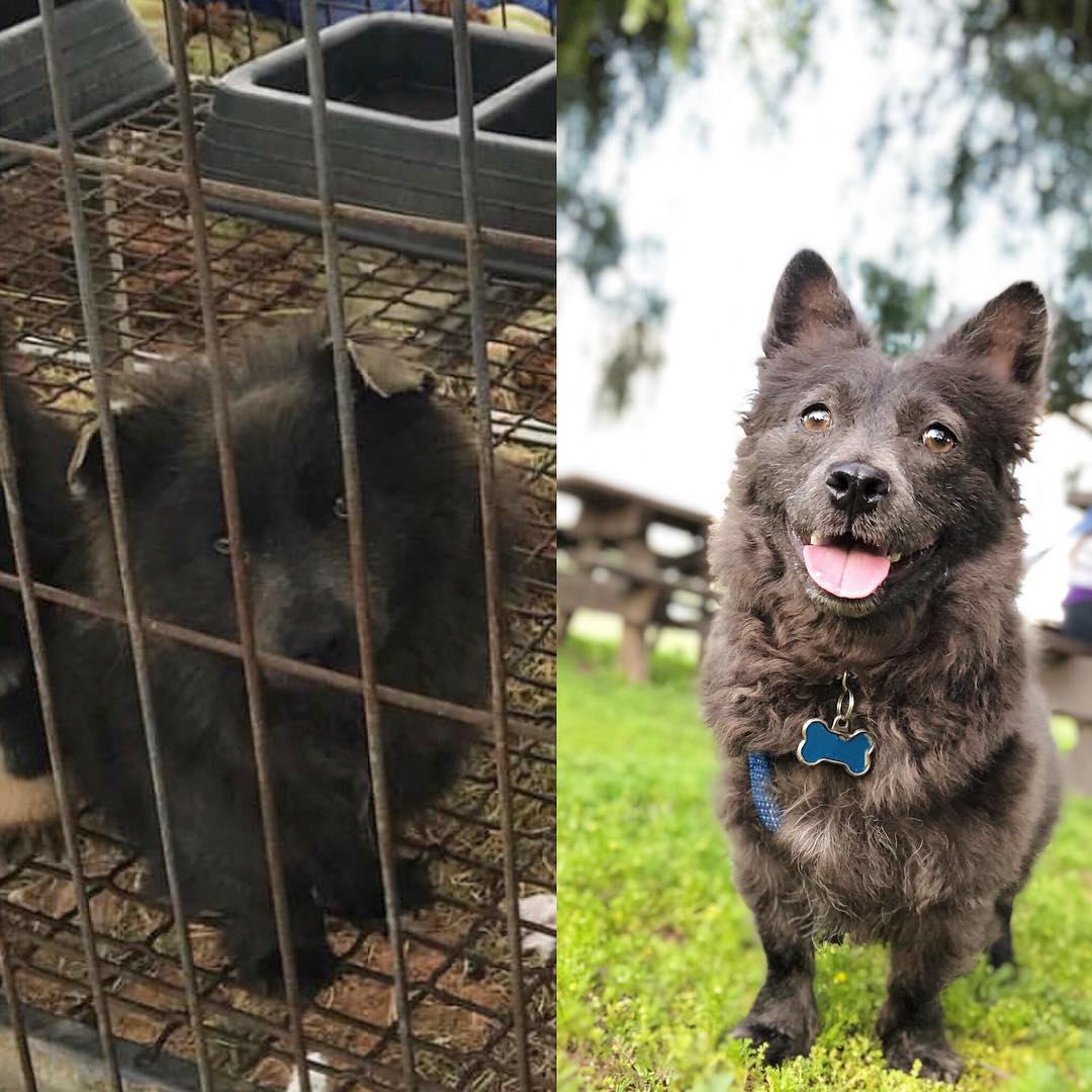 Before and after adoption dog