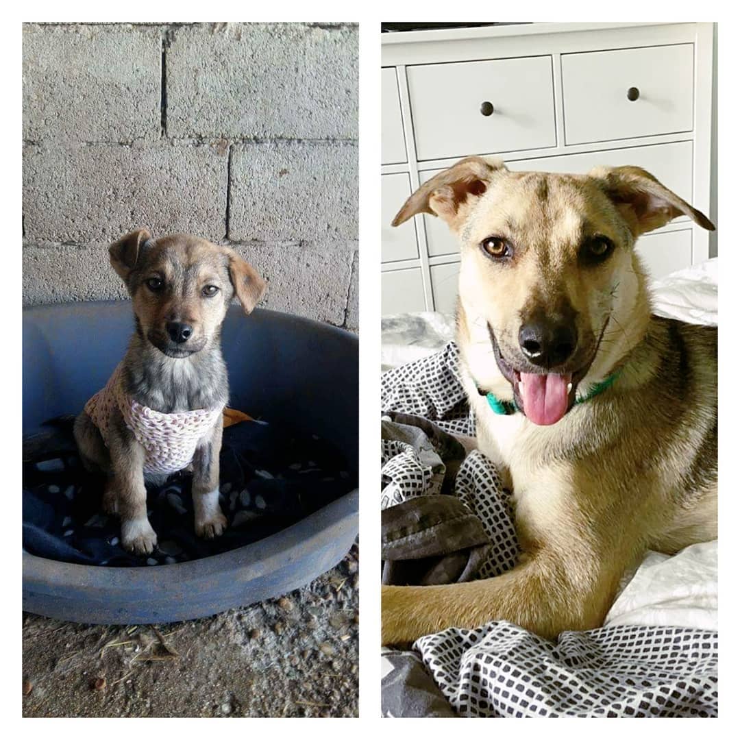 Eva, rescued as a puppy