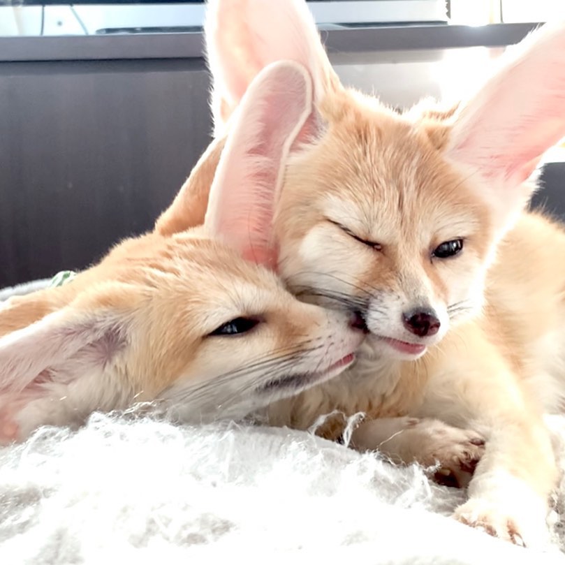 fennec foxes Yui and Enn
