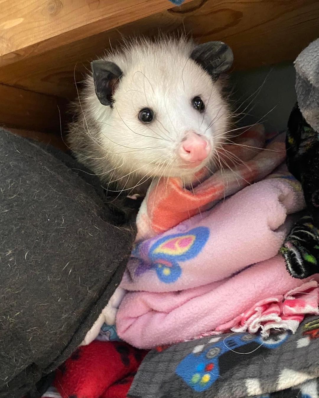 Yeti the Opossum