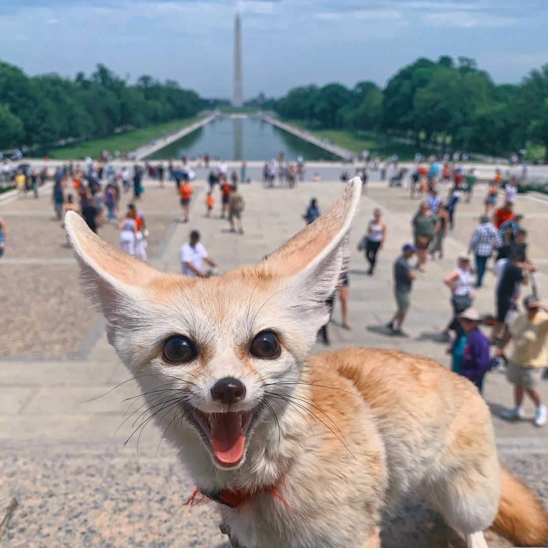 A smiling pet fennec fox