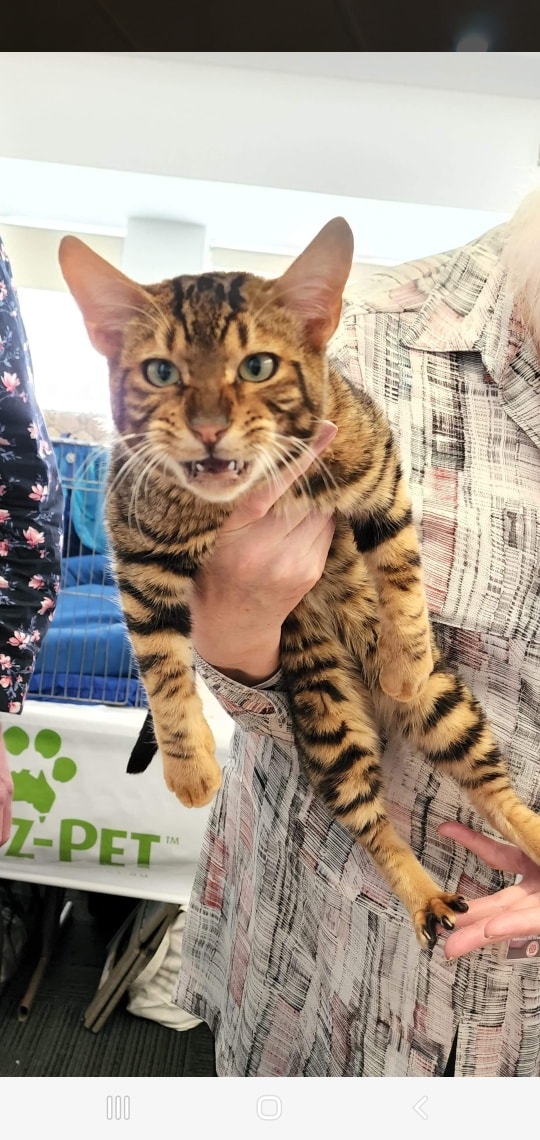 Toyger Cat