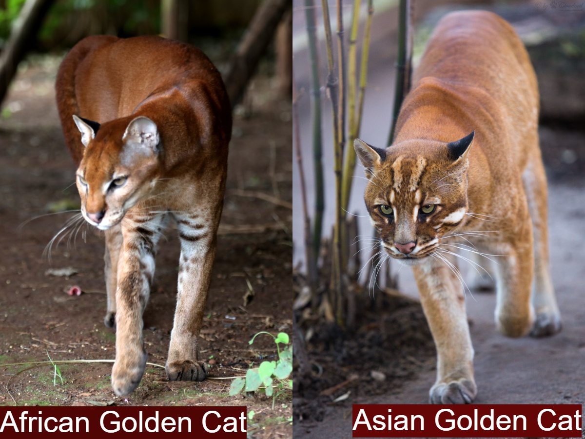 African Golden Cat vs Asian Golden Cat Size