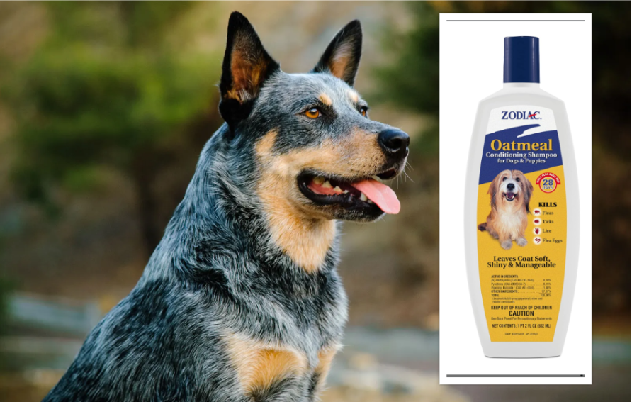 An Australian Cattle Dog and a dog shampoo