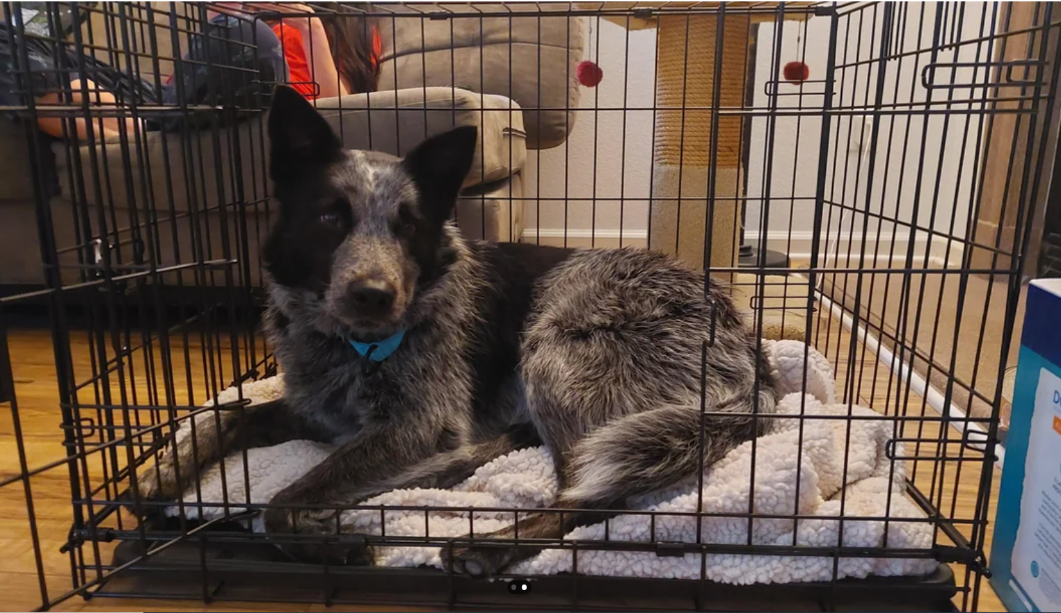 An Australian Cattle Dog is a metal dog crate