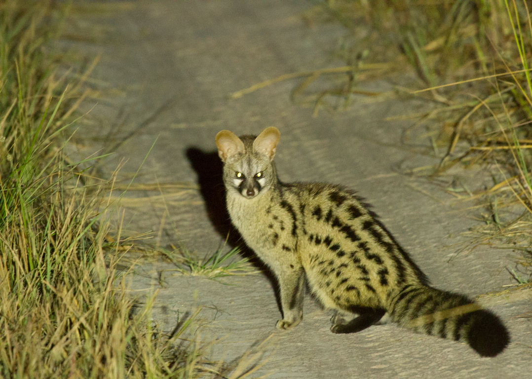 The Angolan Genet