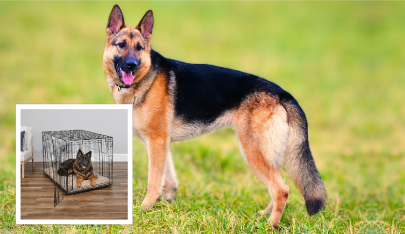 A German Shepherd Dog is a crate