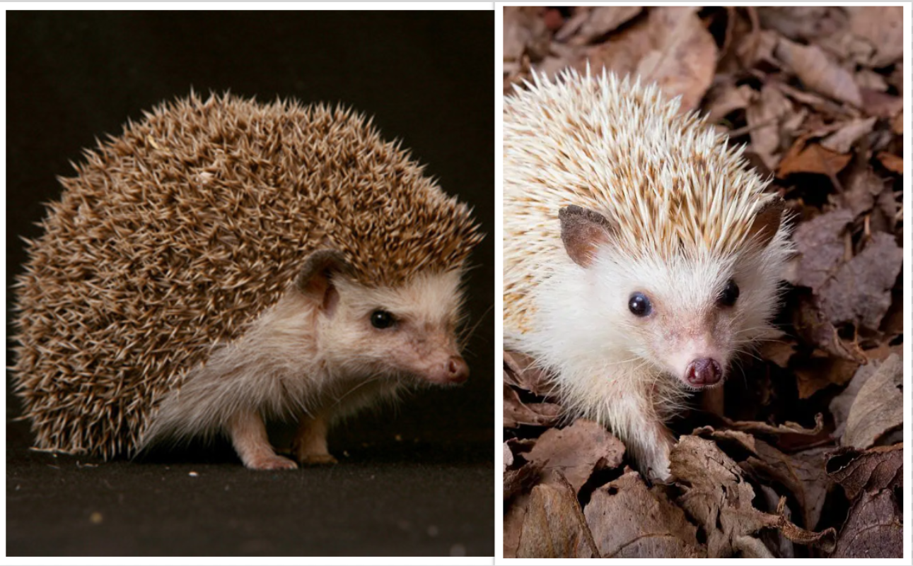 Two Four-toed Hedgehogs