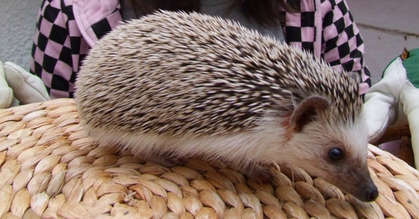 An African Pygmy Hedgehog lying in grass