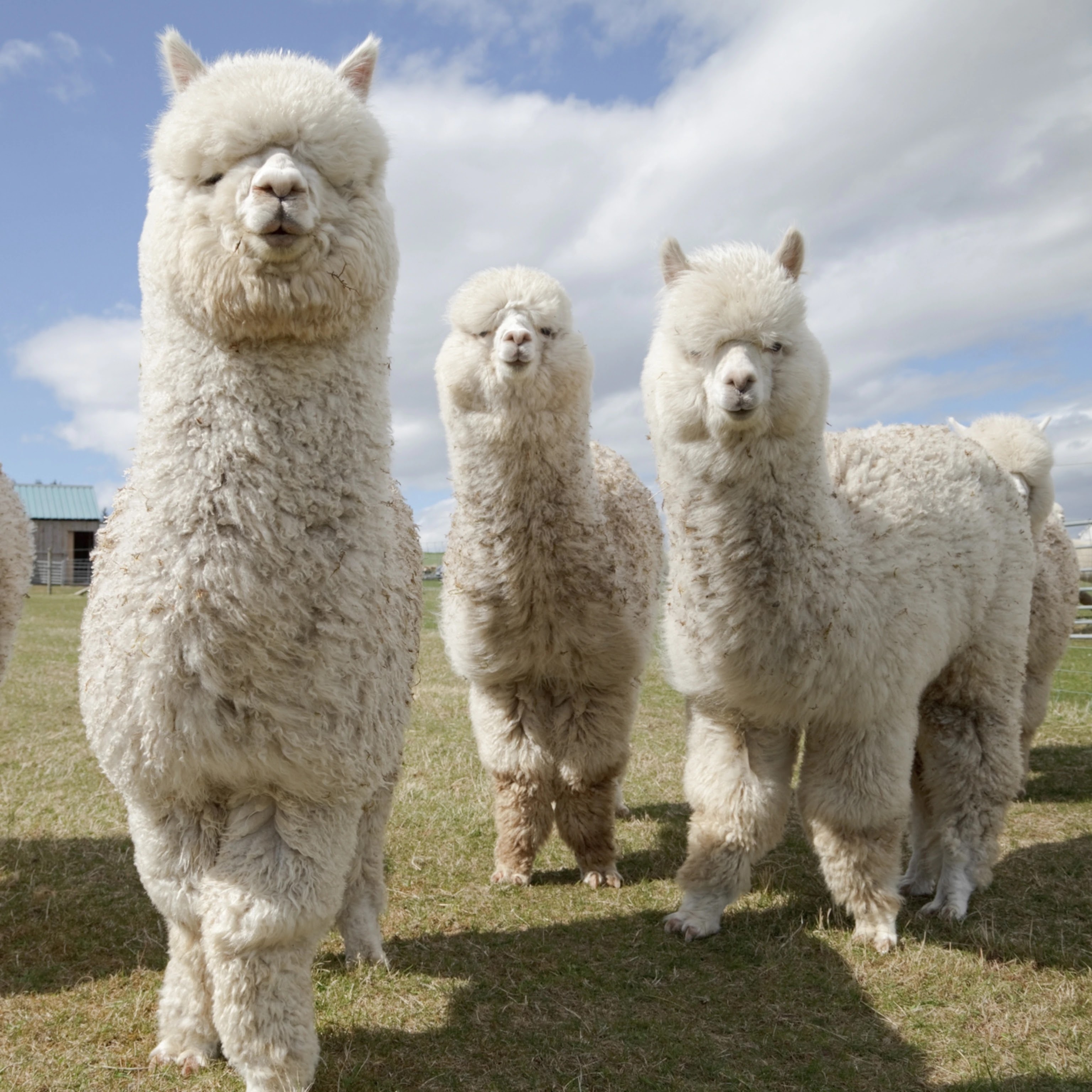 Three Alpacas