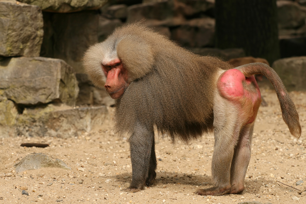 a baboon