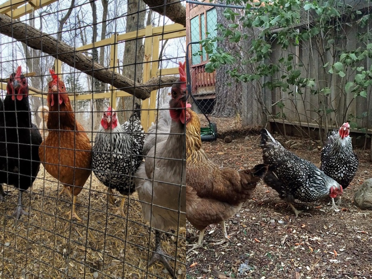 Chickens in a backyard in Ohio