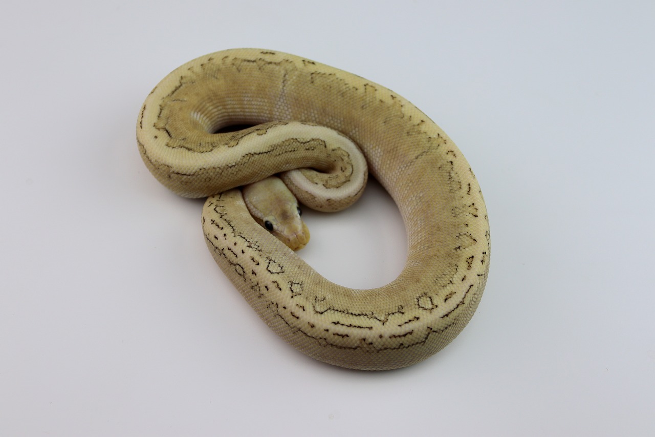 A pet Ball Python