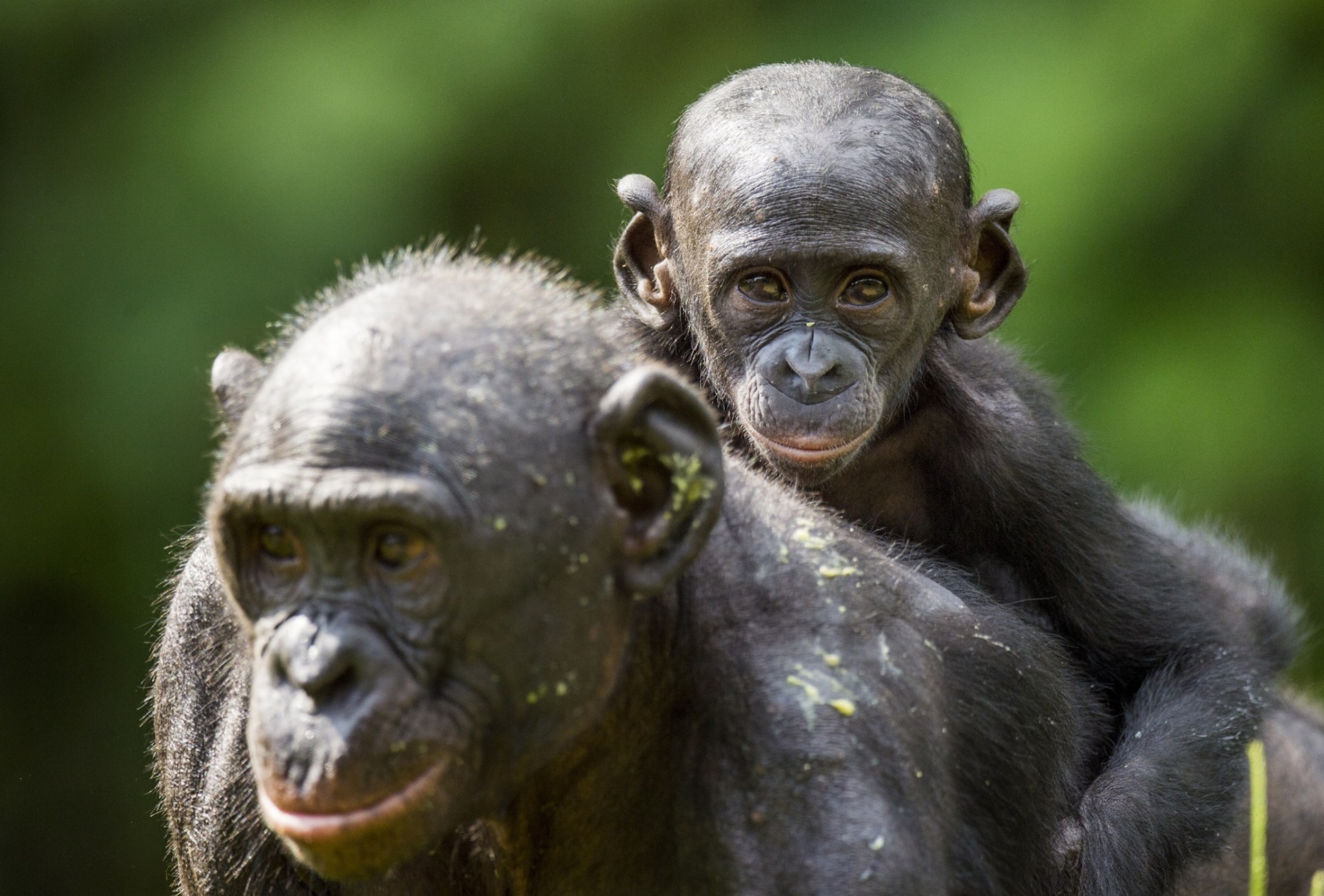 A mother Bonobo carrying her child on her back