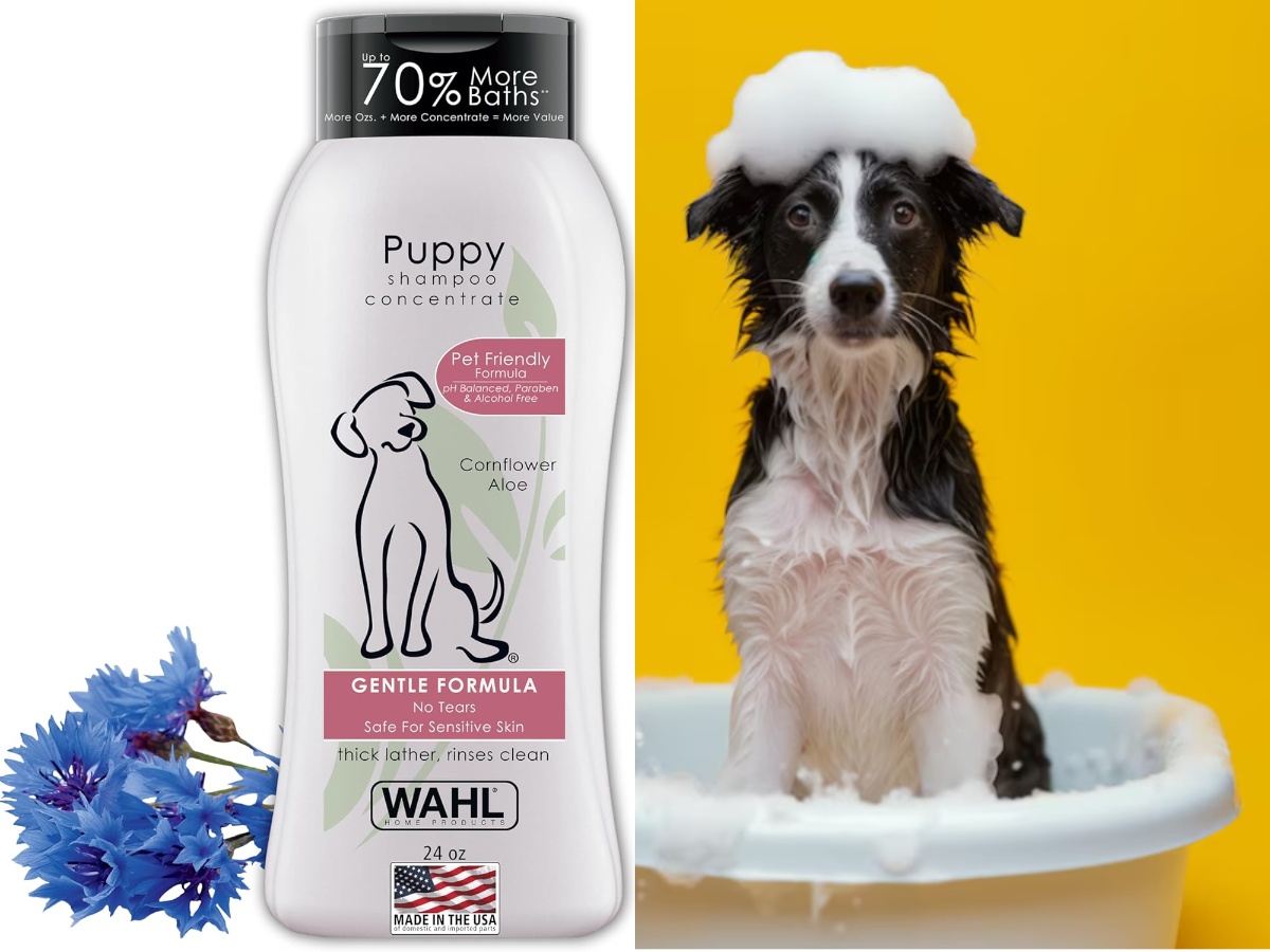 Robert Downey Jr. and his cat