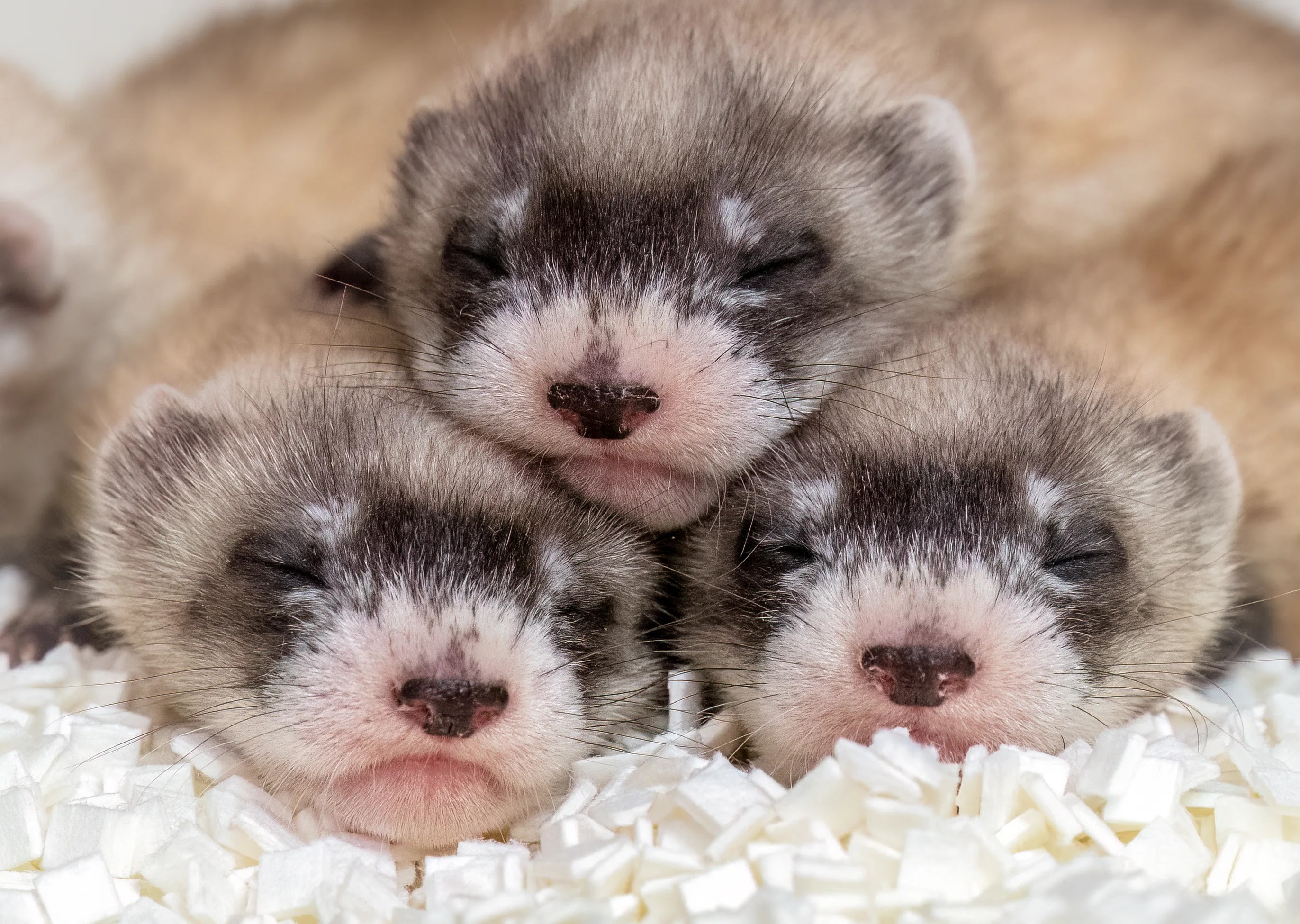 3 baby Ferrets