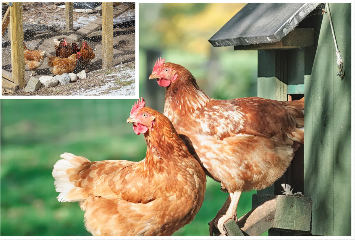 Backyard chickens in Ontario, Canada