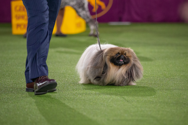 Westminster 2021 Best in Show: Wasabi the Pekingese