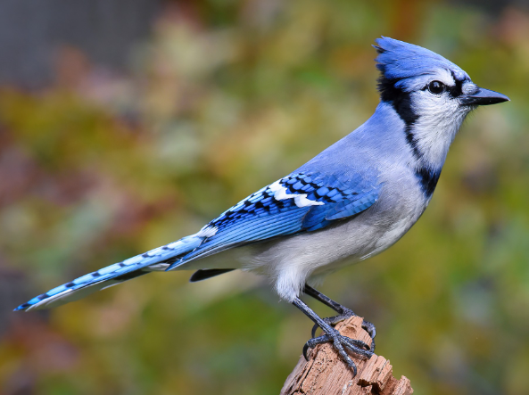 a Blue Jay