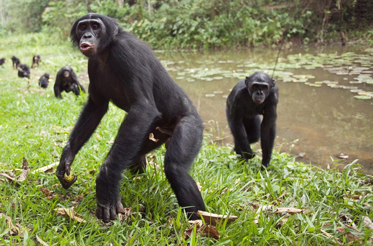 A group of Bonobos