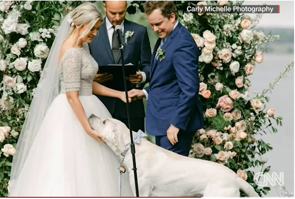 Labrador Retriever crashes owners’ wedding ceremony