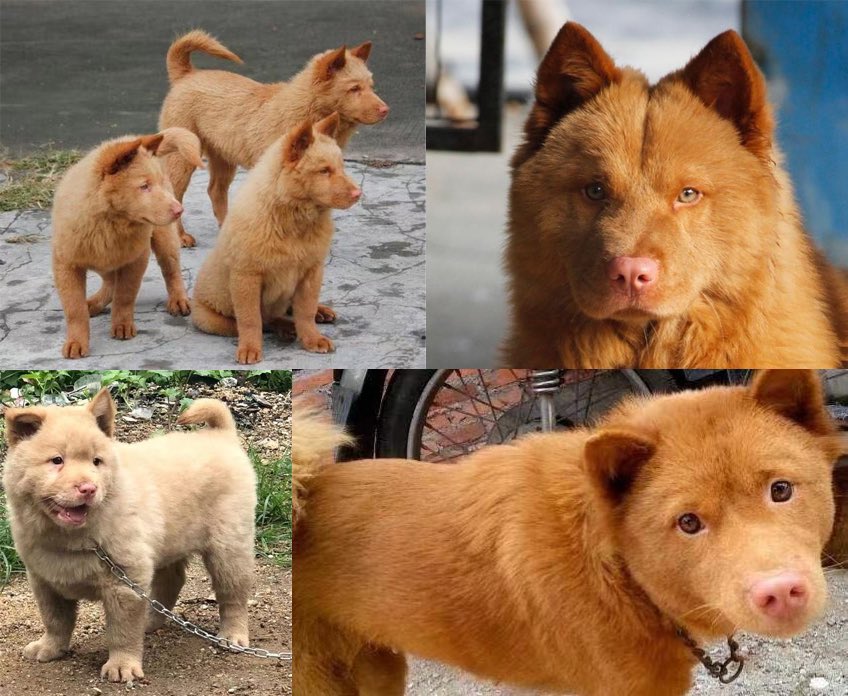 Red Cantonese Bear puppies
