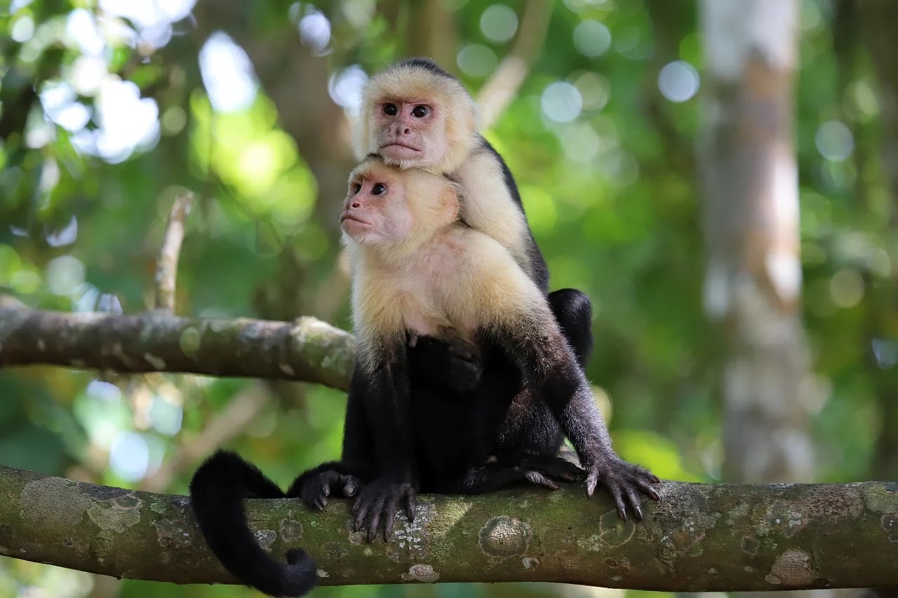 two Capuchin monkeys is a tree