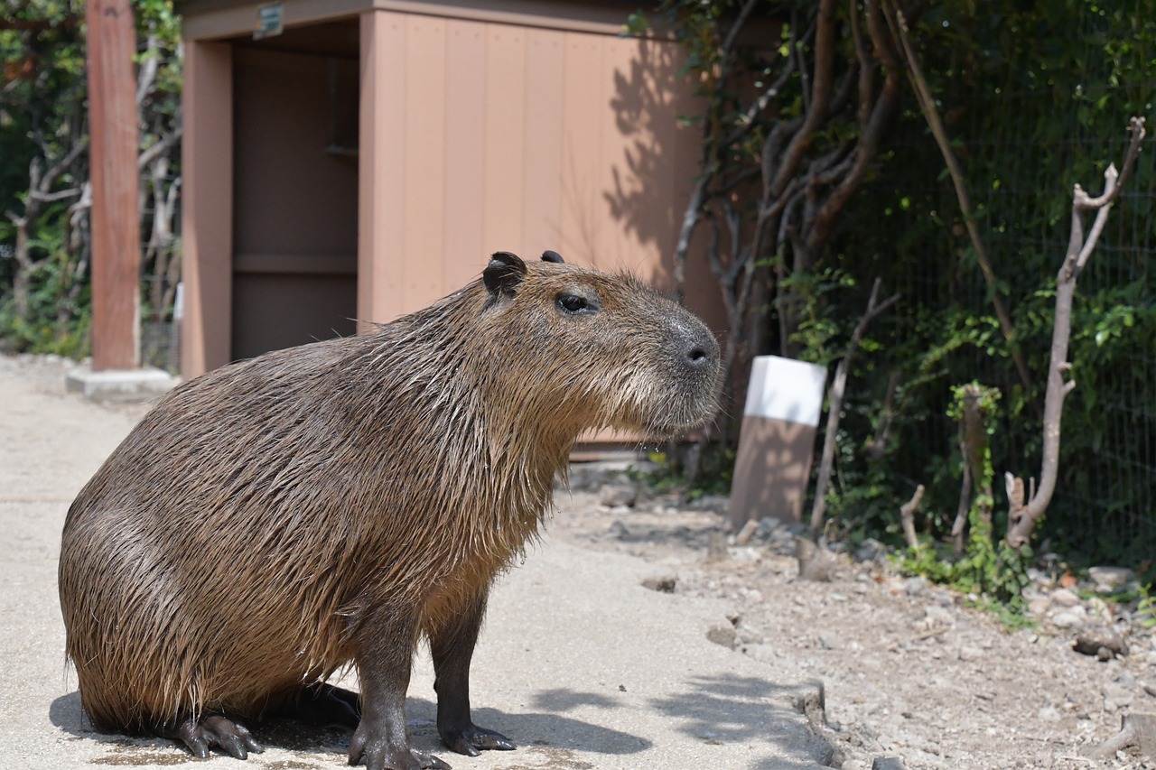 A pet Capybara