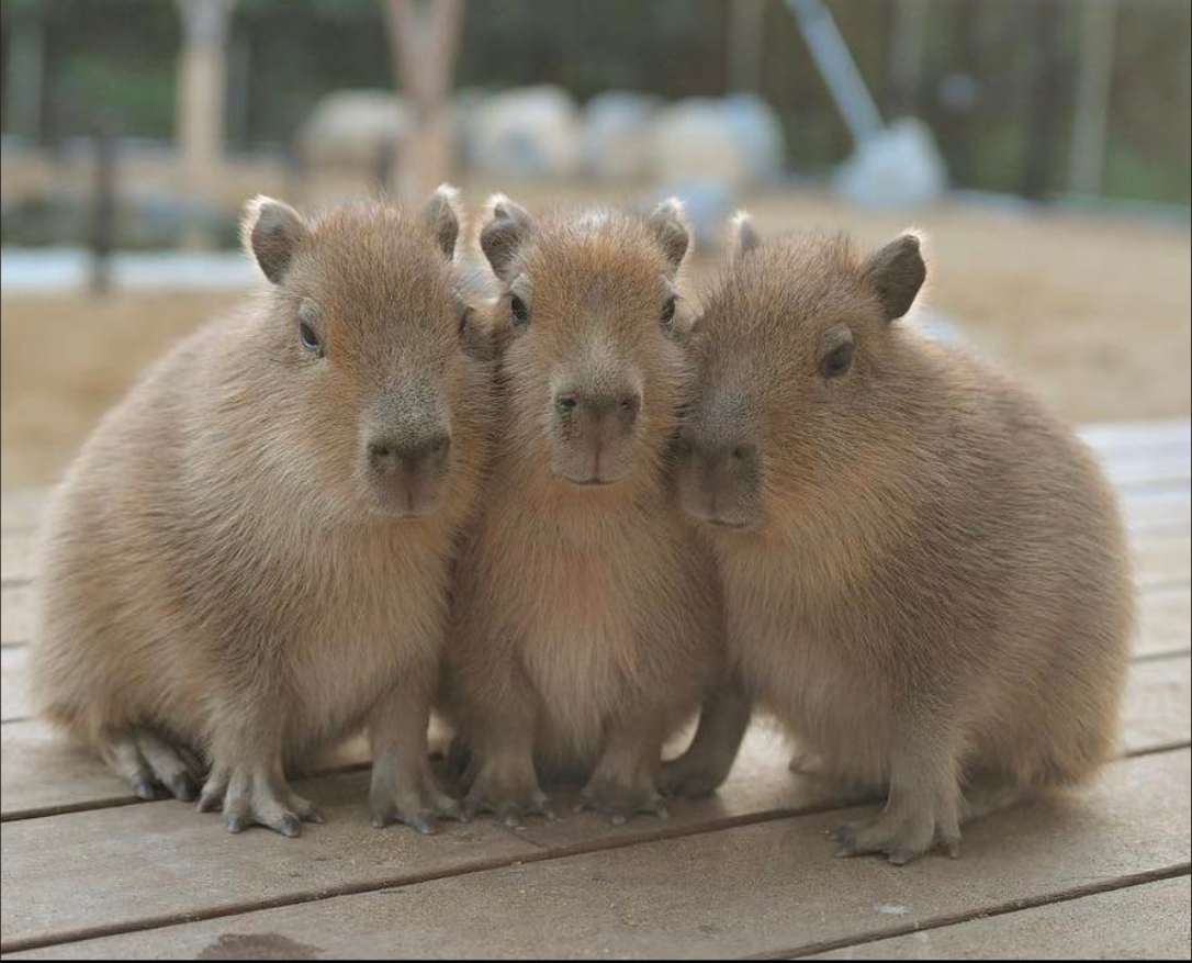 Three Capybaras sitting next to one another