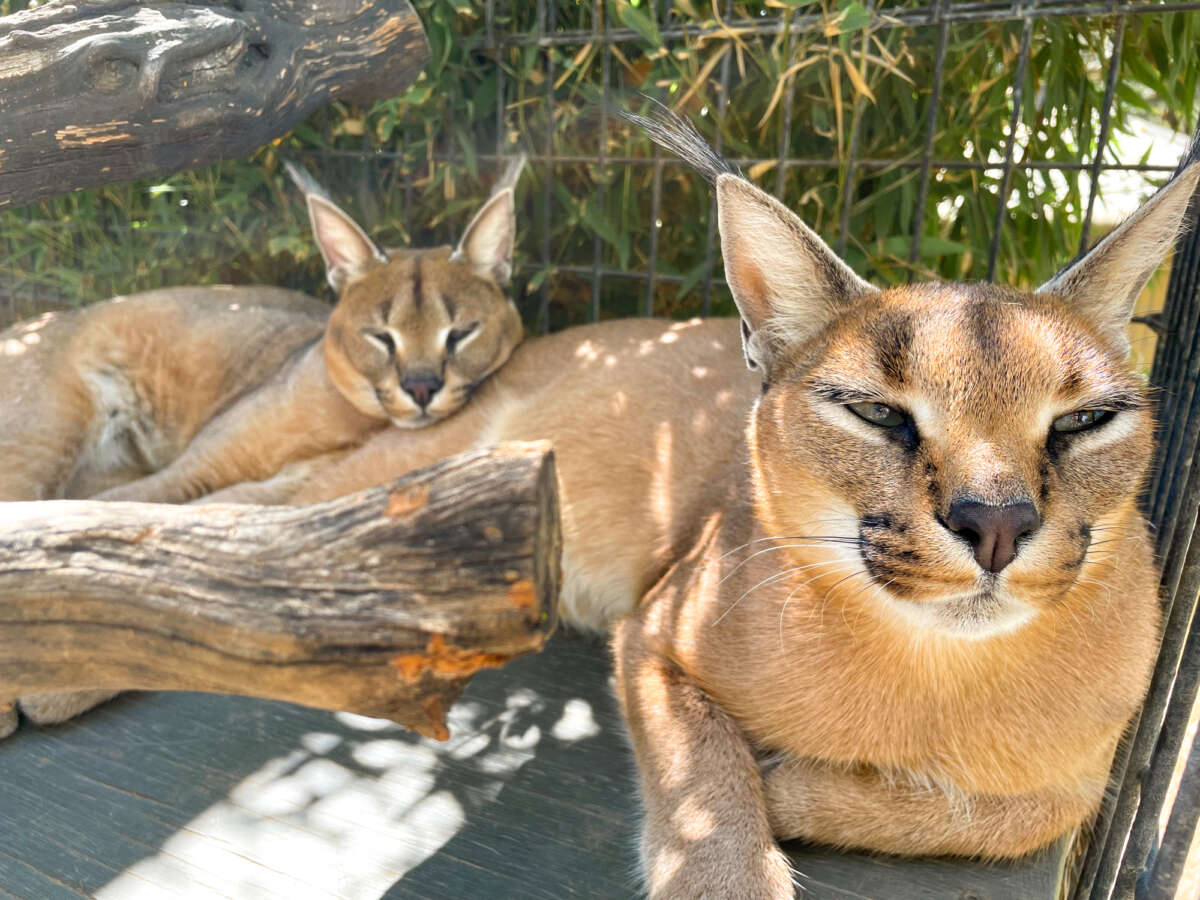 Two captive caracals at a zoo